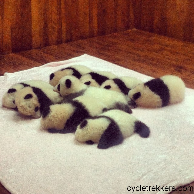 Baby pandas