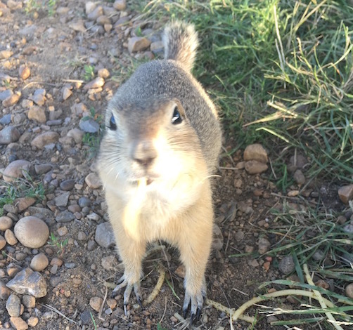 prairie dog, Cycling the Alberta Prairies