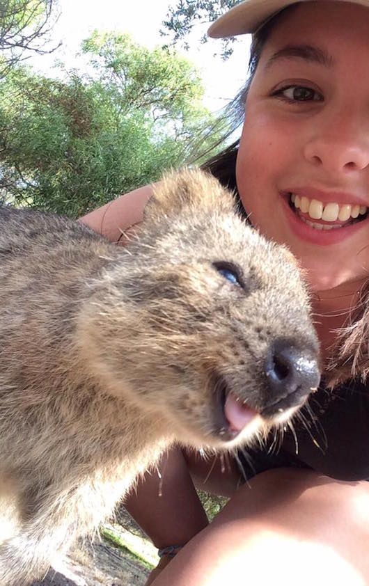 quokka selfie 