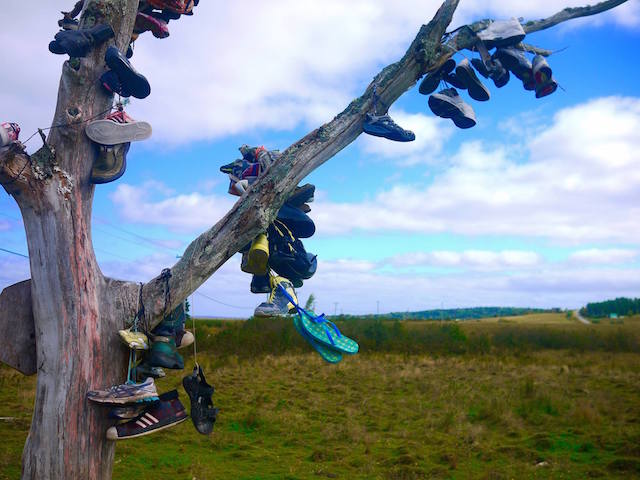 Random Shoe Tree, discovering new brunswick by bicycle